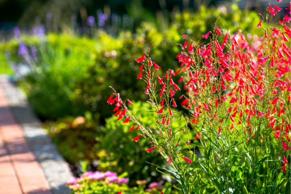beautiful-flowers.jpg