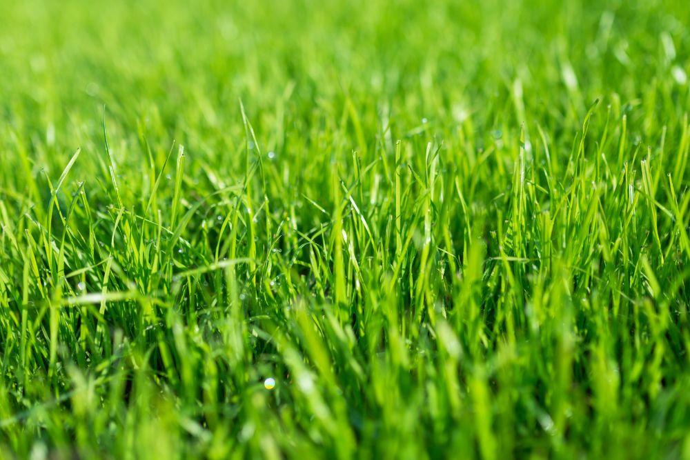 healthy-grass.jpg